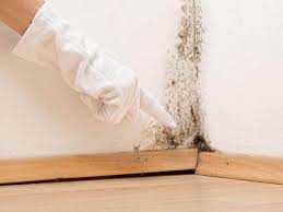 Best Black Mold Removal  in Doylestown, OH